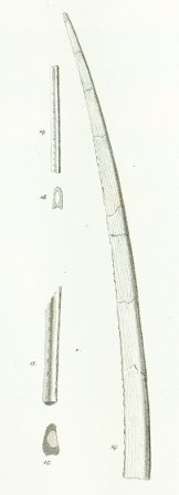 Leptacanthus longissimus Tafel 1a fig. 14, 15, 16, 17, 18