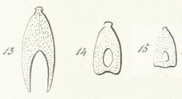 Nemacanthus monilifer Tafel 7 fig. 13, 14, 15