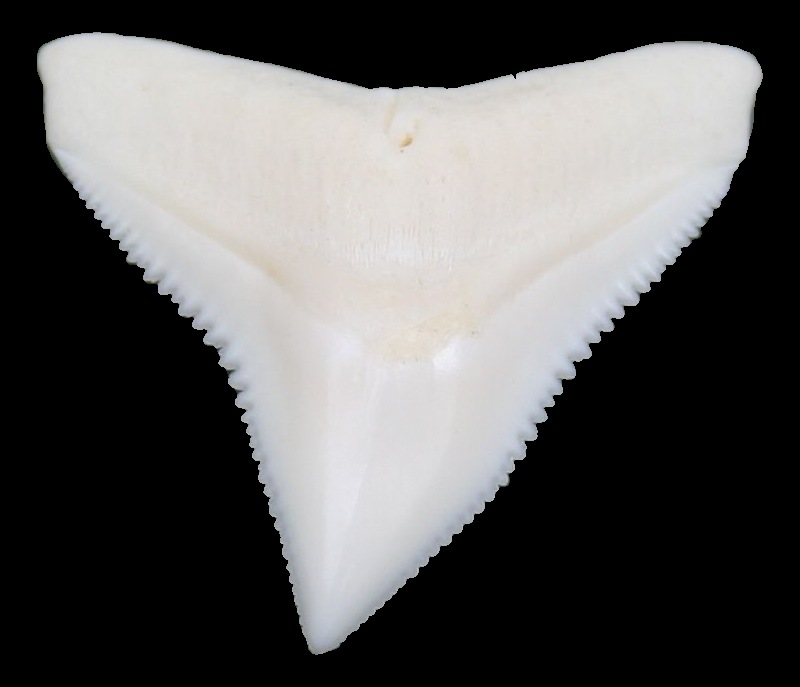 Carcharinus leucas, Stier- oder Bullenhai