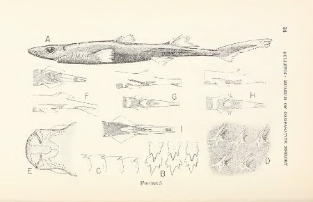 Etmopterus bullisi fig. 5 A - D