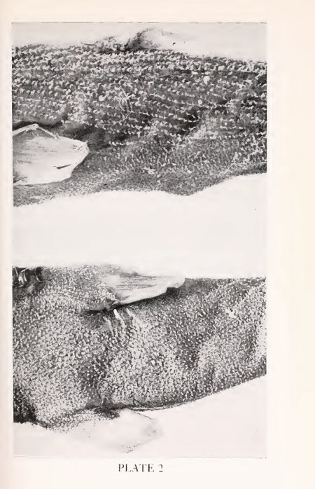 Etmopterus bullisi Plate 2