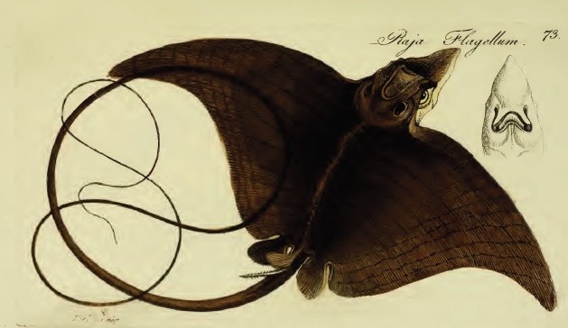 Manta