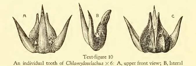 chlamydoselachus-gudger-1930.jpg