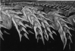 chlamydoselachus-gudger-1937.jpg