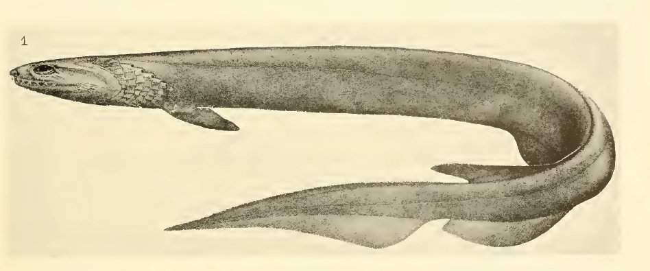chlamydoselachus2-gudger-1930.jpg