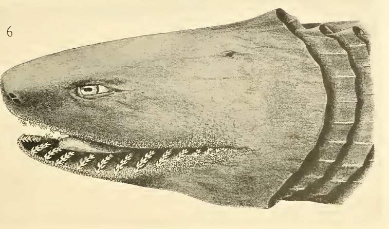 chlamydoselachus3-gudger-1930.jpg