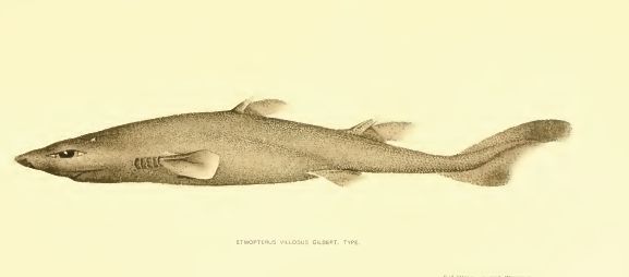 gilbert_1905-1.jpg