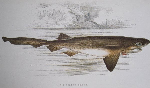 hexanchus_griseus_couch_history_fishes_british_islands.jpg