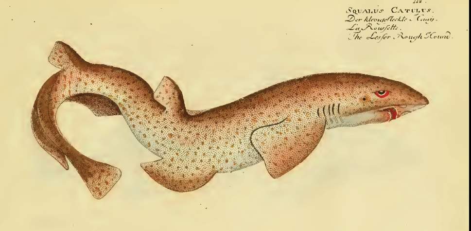 squalus_catulus_bloch.jpg