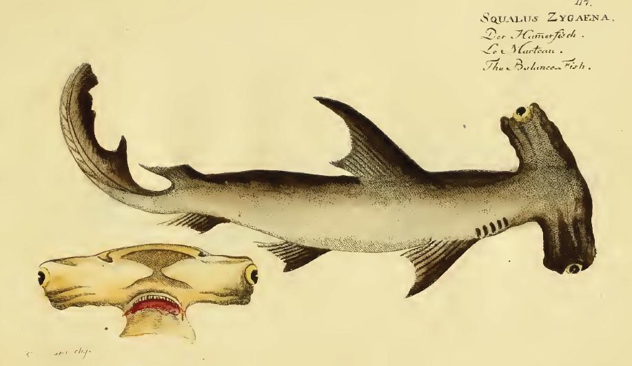 squalus_zygaena_bloch.jpg