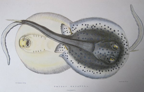 taeniura_lymna_gray_illustration_of_indian_zoology.jpg