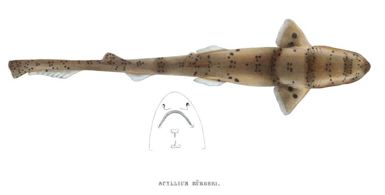 http://shark-references.com/images/species/Halaelurus_buergeri(MUELLER&amp;HENLE,1838).jpg
