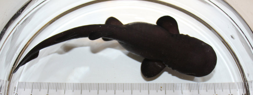 Pseudoginglymostoma brevicaudatum, juvenile © Chris Avila, Toronto Bentic Sharks, Canadian Marine Aquaculture, Toronto