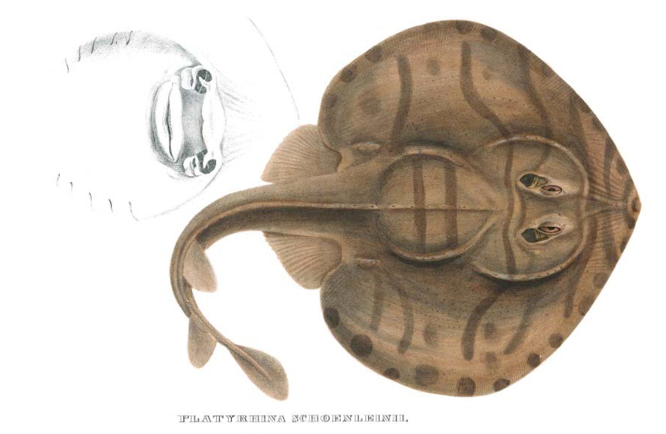 Zanobatus schoenleinii | Shark-References