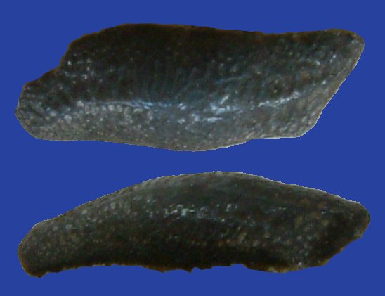 Acrodus rugosus Holotyp BSP München AS VII 1185