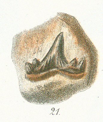 Cladodus acutus Tafel 22b fig. 21