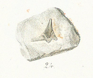 Cladodus conicus Tafel 22b fig. 24