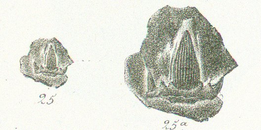 Cladodus hibberti Tafel 22b fig. 25