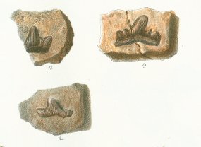 Cladodus marginatus Tafel 22b fig. 18-20