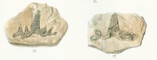 Cladodus milleri Tafel 22b fig. 22,23