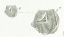 Hybodus dubius Tafel 22a fig. 9