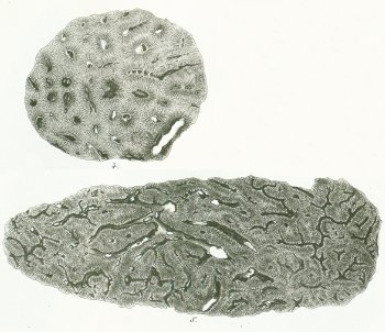 Hybodus mougeoti (fig. 4) Hybodus reticulatus (fig. 5) Tafel M 1