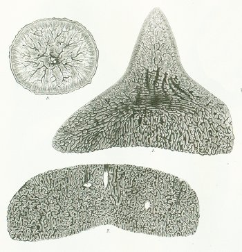 Hybodus mougeoti Tafel M 1 fig. 1-3