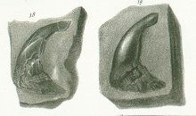 Sphenonchus elongatus Tafel 22a fig. 18-19