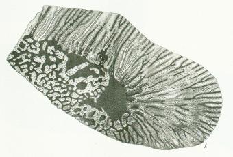 Ceratodus kaupii Tafel M fig. 1