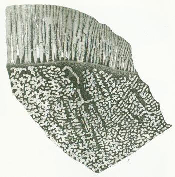 Ceratodus kaupii Tafel M fig. 2