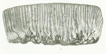 Psammodus porosus Tafel L fig. 4