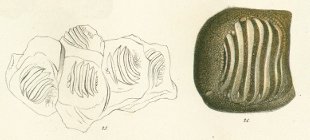 Ptychodus latissimus Tafel 25 b fig. 25, 26