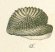Ptychodus mammillaris Tafel 25b fig. 13