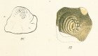 Ptychodus polygyrus Tafel 25b fig. 22