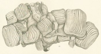 Ptychodus polygyrus Tafel 25b fig. 23