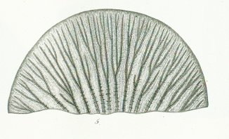 Strophodus reticulatus Tafel K fig. 5