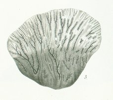 Strophodus tenuis Tafel K fig. 3