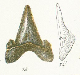 CARCHARODON TOLIAPICUS Tafel30a fig. 14