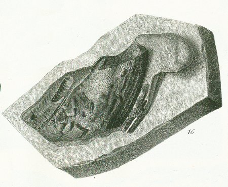 CHIMAERA (ISCHYODON) AGASSIZII Tafel 40c fig. 16