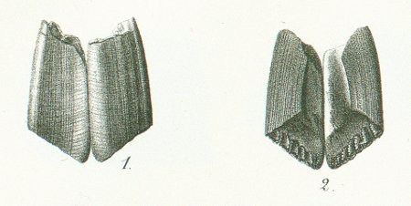 CHIMAERA (ISCHYODON) EGERTONI Tafel 40c fig. 1-2