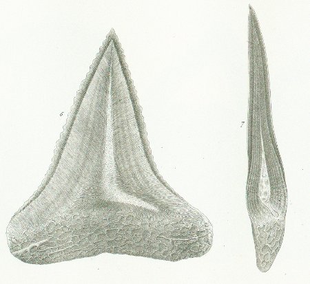 Carcharias (Prionodon) glaucus Tafel N fig. 6-7