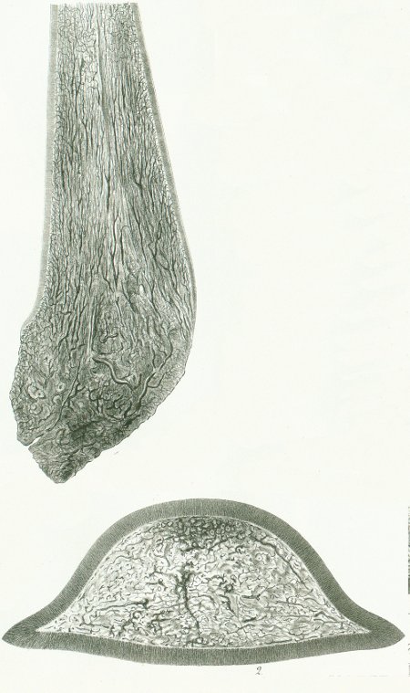 Carcharodon productus Tafel Q fig. 1-2
