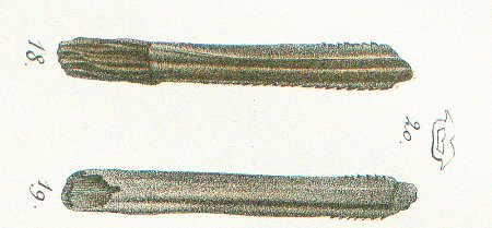 Myliobates canaliculatus Tafel 45 fig. 18-20