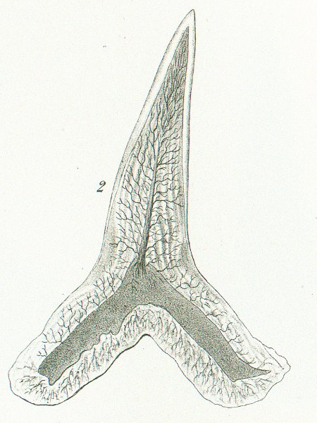Pristidurus melanostomus Tafel N fig. 2