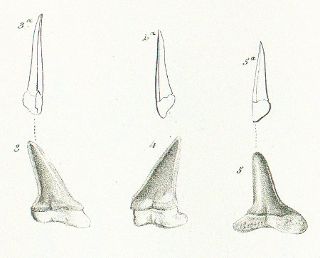Oxyrhina leptodon Tafel 37 fig. 3-5