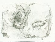 Acrodus larva Tafel 22 fig. 23