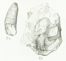 Acrodus larva Tafel 22 fig. 24, 25