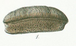 Acrodus latus Tafel 22 fig. 1