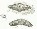 Acrodus minimus Tafel 22 fig. 6