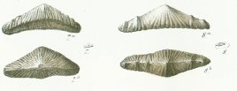 Acrodus minimus Tafel 22 fig. 7, 8